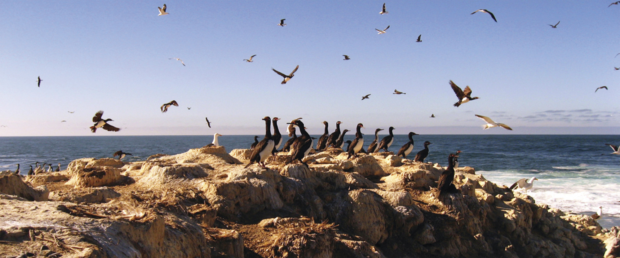 Imagen de muestra Punta Tombo 2