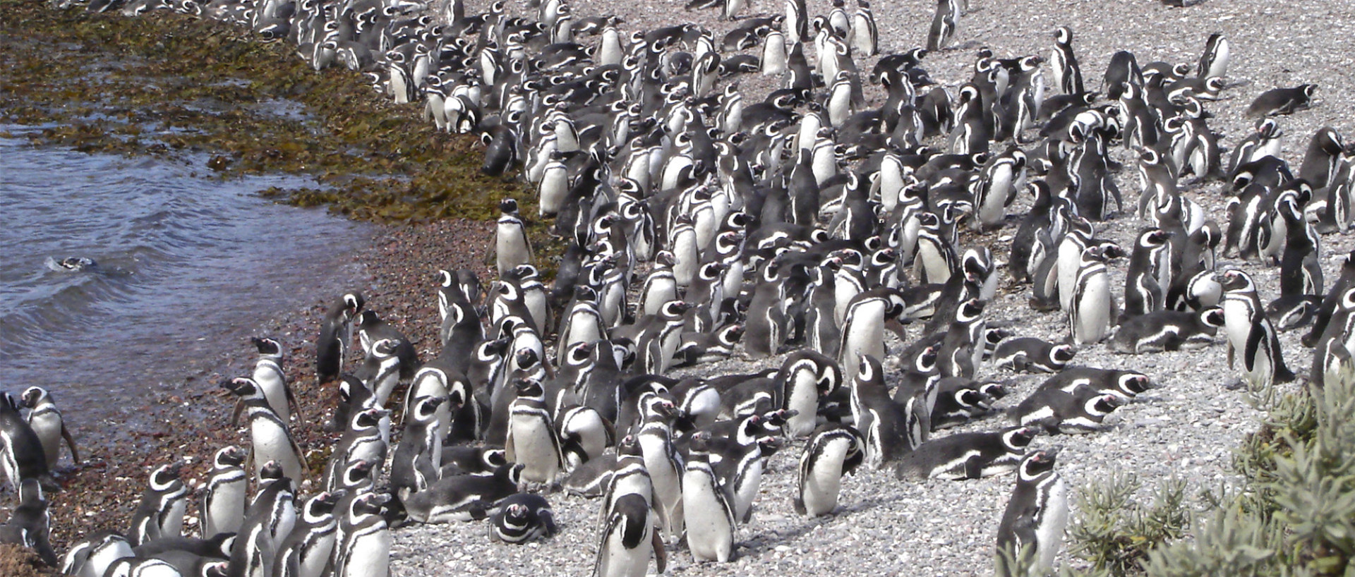 Imagen de cabecera del inicio