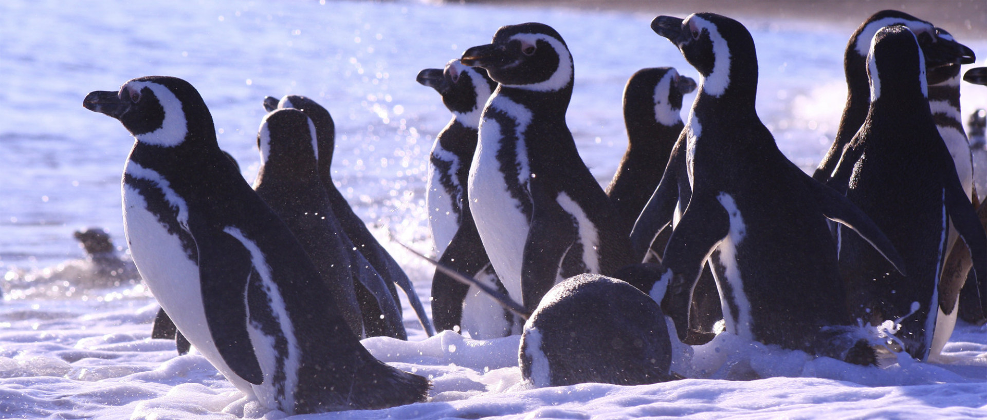 Imagen de cabecera Punta Tombo
